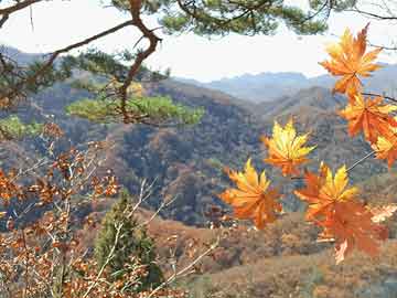 北京朝阳区突发疫情，新增1例阳性病例引发关注,北京朝阳新增1例阳性